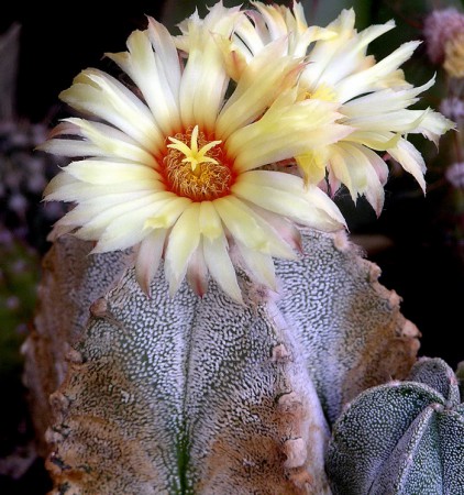Astrophytum COSEN F2, hybrid medzi A. coahuilense a A. senile, druhá generácia